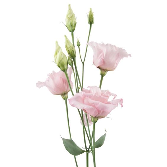 Lisianthus REF 003