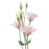 Lisianthus REF 003