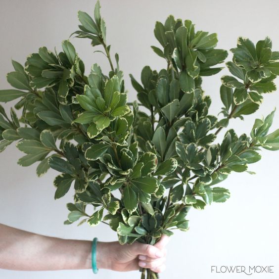 Pittosporum Variegado