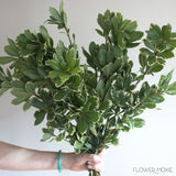 Pittosporum Variegado