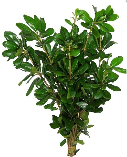 Pittosporum