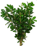 Pittosporum