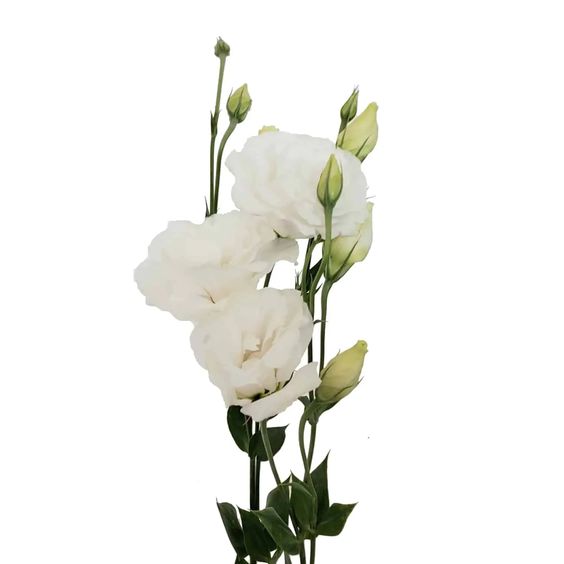 Lisianthus REF 001