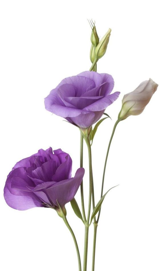 Lisianthus REF 002